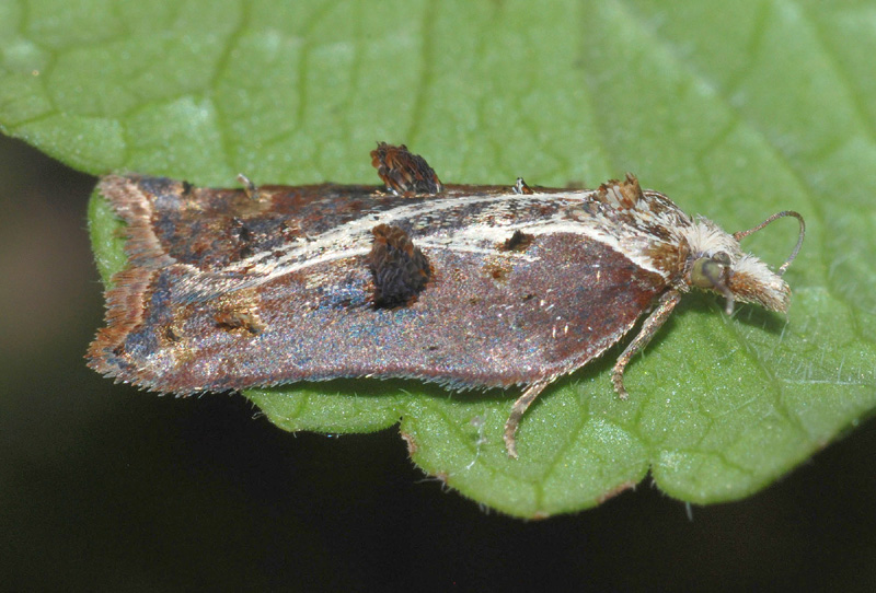 Acleris cristana, variabilit